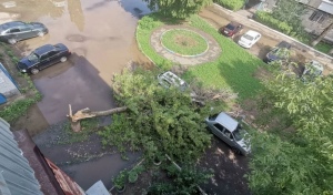 В Оренбурге старое дерево рухнуло на автомобили во время непогоды