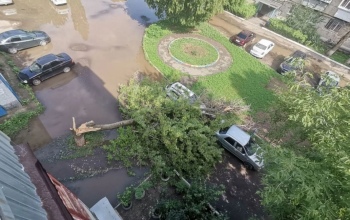 В Оренбурге старое дерево рухнуло на автомобили во время непогоды
