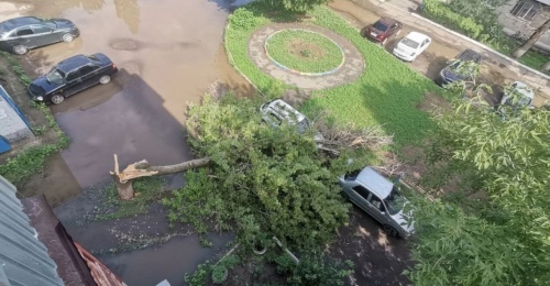 В Оренбурге старое дерево рухнуло на автомобили во время непогоды