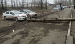 В уголовном деле о падении дерева на оренбургскую студентку появилась обвиняемая