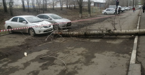 В уголовном деле о падении дерева на оренбургскую студентку появилась обвиняемая