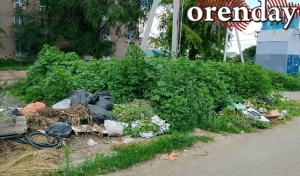 Оренбуржцы бьют тревогу из-за резко пошедшей в рост амброзии