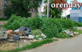 Оренбуржцы бьют тревогу из-за резко пошедшей в рост амброзии