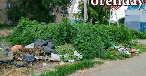 Оренбуржцы бьют тревогу из-за резко пошедшей в рост амброзии