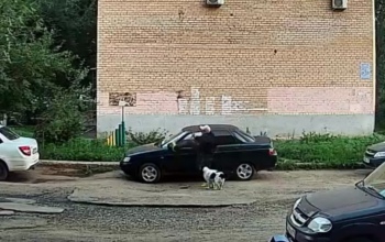 В Оренбурге на улице Центральной мужчина с собакой отпинал автомобили
