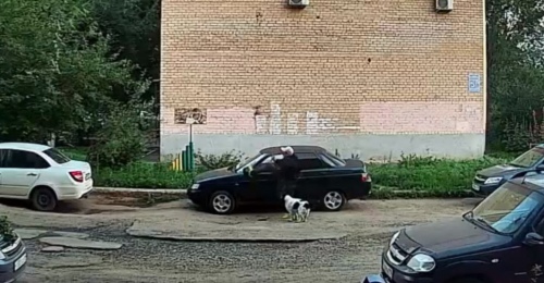 В Оренбурге на улице Центральной мужчина с собакой отпинал автомобили