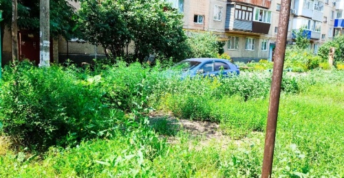 Аллергики Новотроицка просят скосить траву