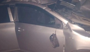 В Оренбуржье на трассе автомобиль Toyota Corolla сбил лошадь