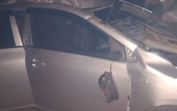 В Оренбуржье на трассе автомобиль Toyota Corolla сбил лошадь