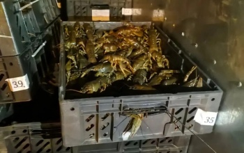 18 тысяч живых раков не пропустили через границу в Оренбургской области