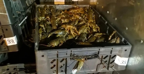 18 тысяч живых раков не пропустили через границу в Оренбургской области