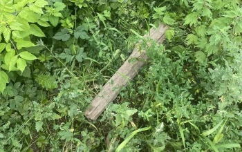 В Бугуруслане мужчина бревном огрел по голове знакомого