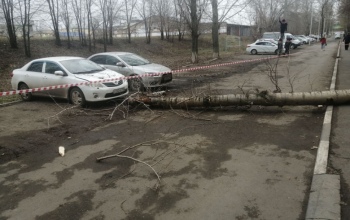 Истец и ответчик по делу о падении дерева на студентку в Оренбурге не согласны с решением суда 