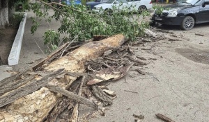 В Оренбурге массивное дерево рухнуло около многоэтажки
