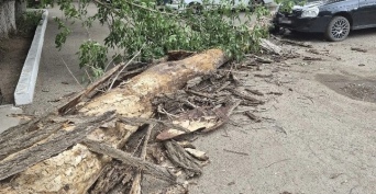 В Оренбурге массивное дерево рухнуло около многоэтажки