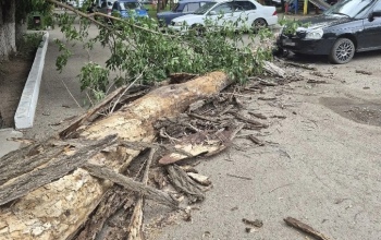 В Оренбурге массивное дерево рухнуло около многоэтажки