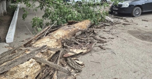 В Оренбурге массивное дерево рухнуло около многоэтажки