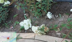 В Оренбурге в сквере у Елизаветинских ворот подростки разорили клумбу с гортензиями