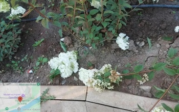 В Оренбурге в сквере у Елизаветинских ворот подростки разорили клумбу с гортензиями