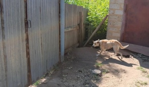 В Ташлинском районе на 9-летнюю девочку напала собака