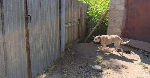 В Ташлинском районе на 9-летнюю девочку напала собака