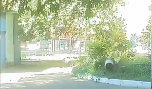 В Оренбурге на улице Пролетарской во дворе МКД рухнуло дерево