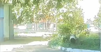 В Оренбурге на улице Пролетарской во дворе МКД рухнуло дерево