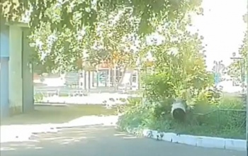 В Оренбурге на улице Пролетарской во дворе МКД рухнуло дерево