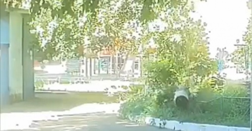 В Оренбурге на улице Пролетарской во дворе МКД рухнуло дерево