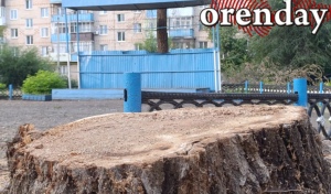 Жители Оренбурга просят мэра Альберта Юмадилова остановить истеричную вырубку деревьев