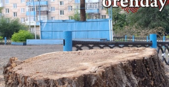 Жители Оренбурга просят мэра Альберта Юмадилова остановить истеричную вырубку деревьев