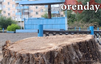 Жители Оренбурга просят мэра Альберта Юмадилова остановить истеричную вырубку деревьев