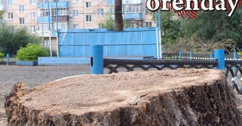 Жители Оренбурга просят мэра Альберта Юмадилова остановить истеричную вырубку деревьев