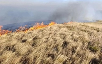 Огнеопасные выходные в Оренбуржье: больше 60 пожаров потушили огнеборцы