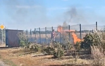 В Оренбургском районе дети подожгли ежа и степь
