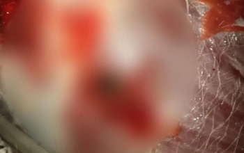 Житель Татарстана устроил в Оренбуржье незаконную охоту на косуль