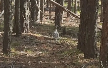 В Бузулукском бору заметили глухарку, которая гуляла и не обращала внимания на людей