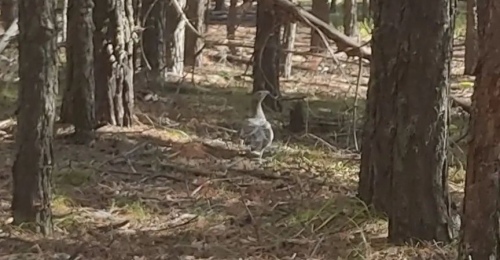 В Бузулукском бору заметили глухарку, которая гуляла и не обращала внимания на людей