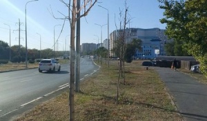 В Оренбурге на Северном проезде горожане насчитали десятки погибших деревьев