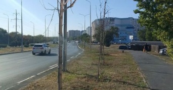 В Оренбурге на Северном проезде горожане насчитали десятки погибших деревьев
