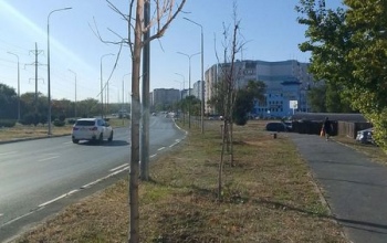 В Оренбурге на Северном проезде горожане насчитали десятки погибших деревьев