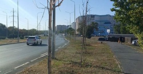 В Оренбурге на Северном проезде горожане насчитали десятки погибших деревьев