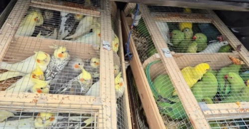 В Оренбуржье незаконно пытались ввезти 480 попугаев