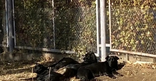  Приюты и «короткие договоры» на отлов бездомных животных не спасли Оренбург от бродячих собак