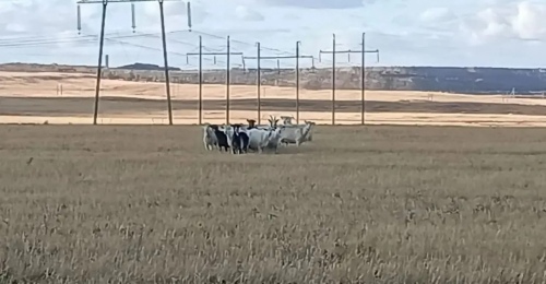 В Гае полицейские три дня искали коз