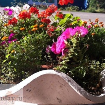 Для горожан будет цвести и пахнуть цветочная оренбурженка