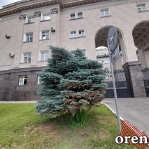 Голубые ели у Дома Советов обойдутся бюджету в 2024 году в 2 млн рублей