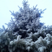 Из-за низкой температуры матч «Крылья Советов» - «Оренбург» отменен