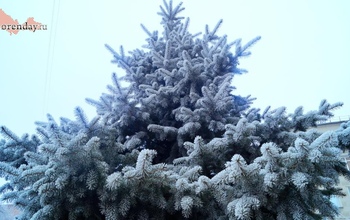 Когда и где в Оренбурге будут водить новогодние хороводы