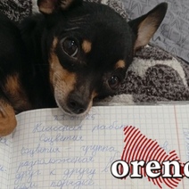 В Орске временно вводят дистанционное обучение